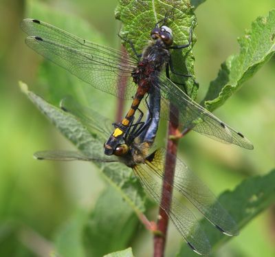 Gevlekte Witsnuitlibellen - Larger White-faced Darters