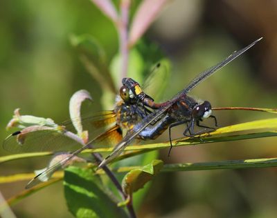 Gevlekte Witsnuitlibellen - Larger White-faced Darters