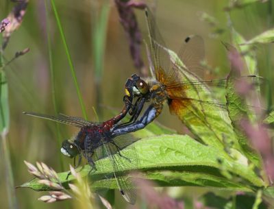 Gevlekte Witsnuitlibellen - Larger White-faced Darters