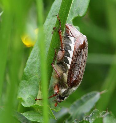 Gewone Meikever - Common Cockchafer
