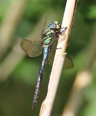 Glassnijder - Hairy Dragonfly