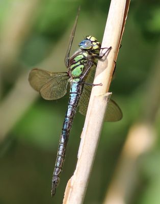 Glassnijder - Hairy Dragonfly