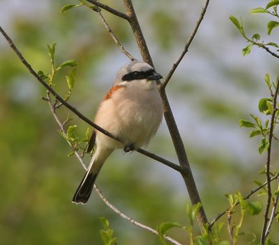 Grauwe Klauwier - Red-backed Shrike