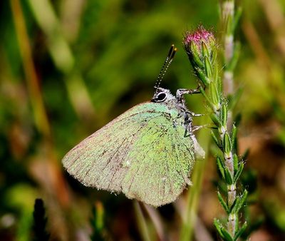 Groentje - Green Hairstreak