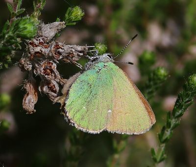 Groentje - Green Hairstreak