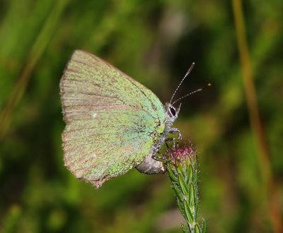 Groentje - Green Hairstreak