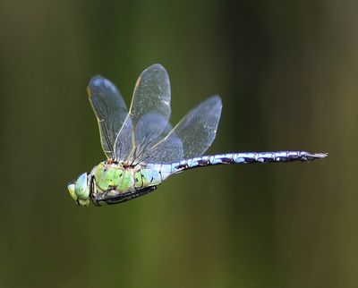 Grote Keizerlibel - Blue Emperor