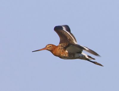 Grutto - Black-tailed Godwit