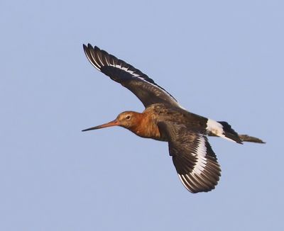 Grutto - Black-tailed Godwit