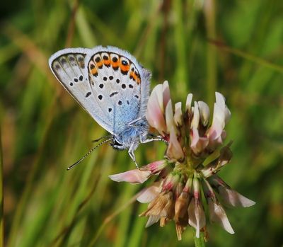 Heideblauwtje - Silver-studded Blue