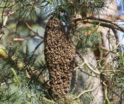 Honingbijen - Honey Bees