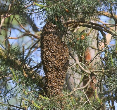 Honingbij - Honey Bee