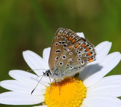 Icarusblauwtje - Common Blue