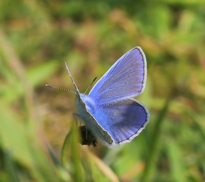 Icarusblauwtje - Common Blue