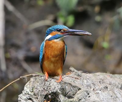 IJsvogel - Common Kingfisher