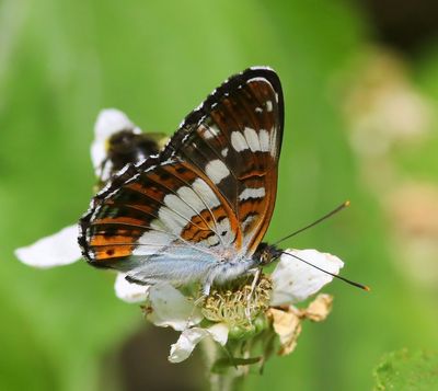 Kleine IJsvogelvlinder - White Admiral