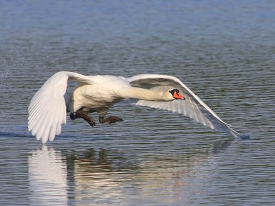 Knobbelzwaan - Mute Swan