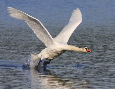 Knobbelzwaan - Mute Swan