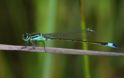 Lantaarntje - Blue-tailed Damselfly