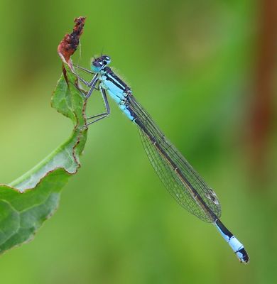 Lantaarntje - Blue-tailed Damselfly