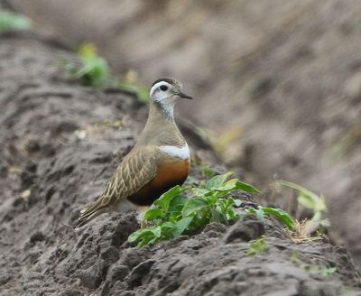 Morinelplevier - Eurasian Dotterel