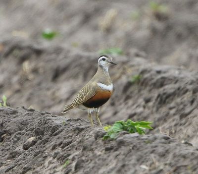 Morinelplevier - Eurasian Dotterel