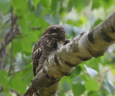 Nachtzwaluw - European Nightjar