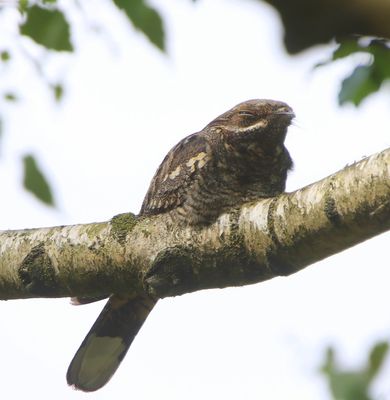 Nachtzwaluw - European Nightjar