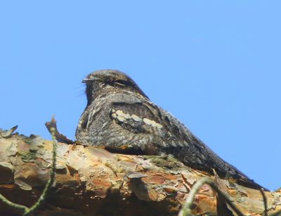 Nachtzwaluw - European Nightjar
