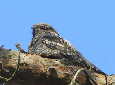 Nachtzwaluw - European Nightjar