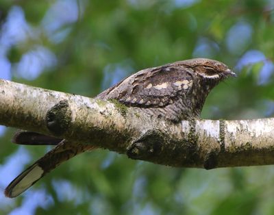 Nachtzwaluw - European Nightjar