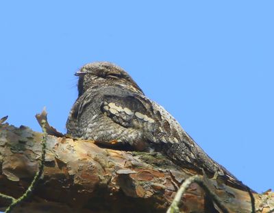 Nachtzwaluw - European Nightjar