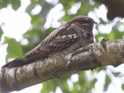 Nachtzwaluw - European Nightjar