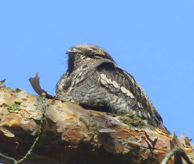 Nachtzwaluw - European Nightjar