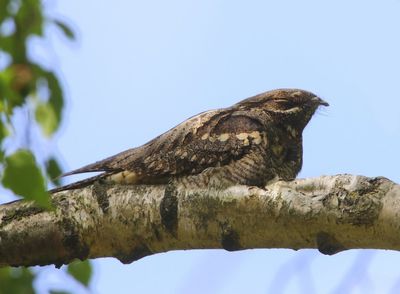 Nachtzwaluw - European Nightjar