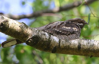 Nachtzwaluw - European Nightjar