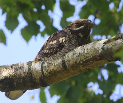 Nachtzwaluw - European Nightjar