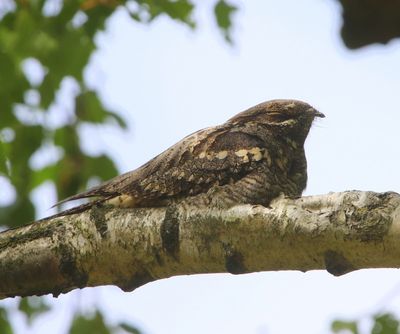Nachtzwaluw - European Nightjar