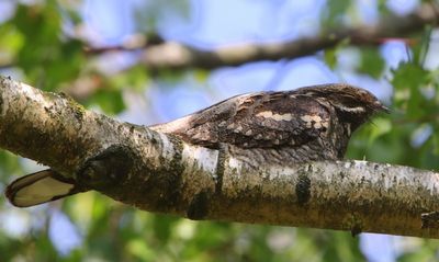 Nachtzwaluw - European Nightjar