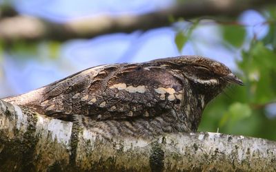 Nachtzwaluw - European Nightjar