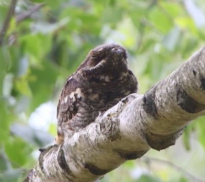 Nachtzwaluw - European Nightjar