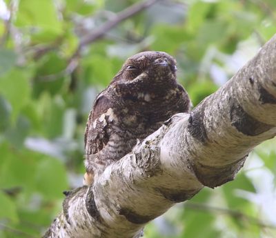 Nachtzwaluw - European Nightjar