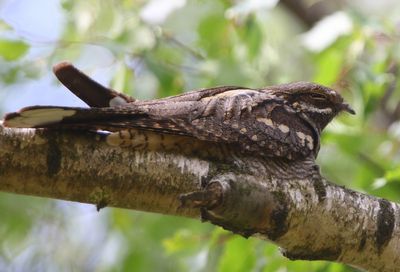 Nachtzwaluw - European Nightjar