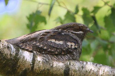 Nachtzwaluw - European Nightjar