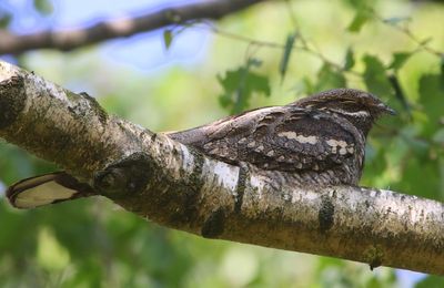Nachtzwaluw - European Nightjar