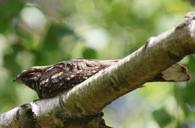 Nachtzwaluw - European Nightjar