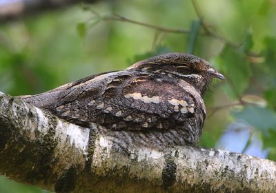 Nachtzwaluw - European Nightjar