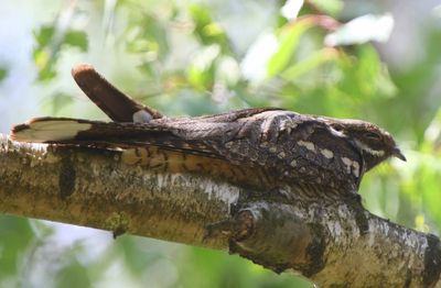 Nachtzwaluw - European Nightjar