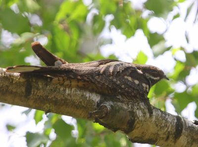 Nachtzwaluw - European Nightjar