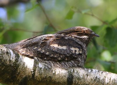 Nachtzwaluw - European Nightjar